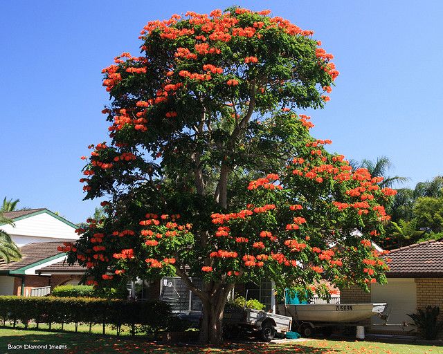 Árbol Llama del bosque